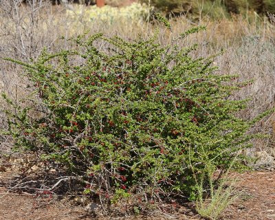 Green Barberry (Tag #434)