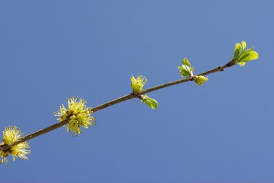 New Mexico Privet #120 New Growth (4155)