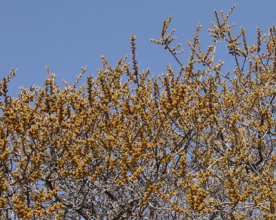 Sea Buckthorn #105 (4058)