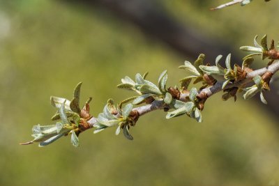 Sea Buckthorn #105 New Growth Female (4152)