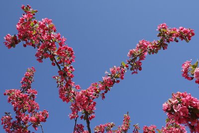 Adam's Crabapple #100 Blossoms (4845)