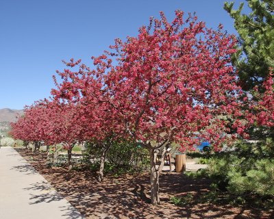 Adams Crabapple Tree (Tag #100)