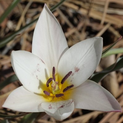 Tulip Ancilla (Tag #513)