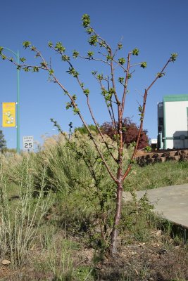 Plum Tree #130 (4940)