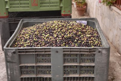Olives of Ariano Irpino - 2009 - by Pietrolucci R.