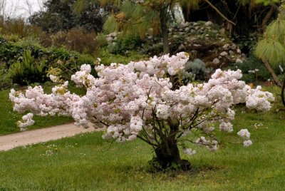 Snow ball flowers - Ninfa Gardens - 18 April 2010 - by Pietrolucci R.