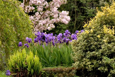 Violet spot - Ninfa Gardens - 18 April 2010 - by Pietrolucci R.