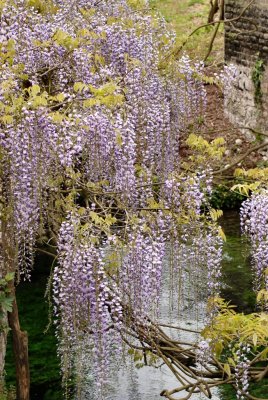 Wisterias waterfall - Ninfa Gardens - 18 April 2010 - by Pietrolucci R.