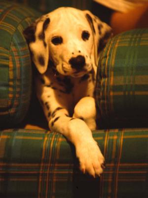 Very tired puppy - 1991 - by Pietrolucci R.