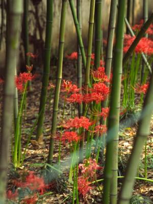 Bamboo - 2005 - by Pietrolucci R.