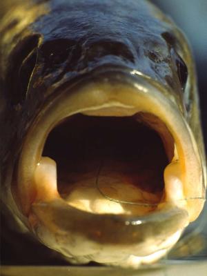 Striped bass - 1988 - by Pietrolucci R.
