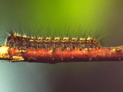 Caterpillar - 1988 - by Pietrolucci R.