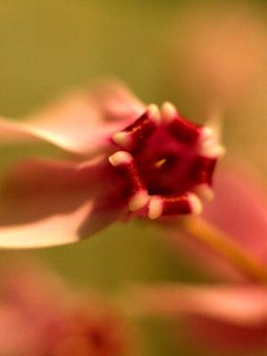 Orchid - 1988 - by Pietrolucci R.