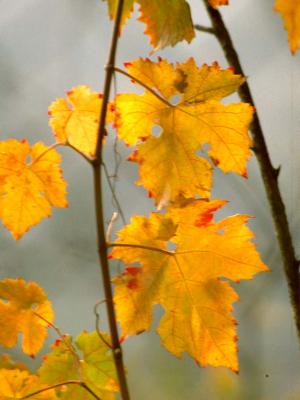 Leafs - 1988 - by Pietrolucci R.