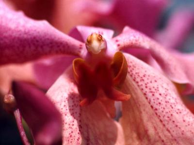 Orchid like a bird - 1975 - by Pietrolucci R.