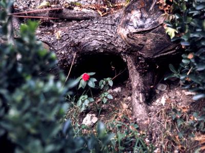 Small red flower - 1984 - by Pietrolucci R.