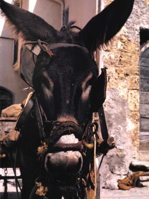 Donkey face - 1975 - by Pietrolucci R.