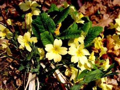 Primula veris L. - 2000 - by Pietrolucci R.
