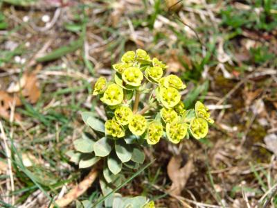 Euphorbia myrsinites L. - 2000 - by Pietrolucci R.