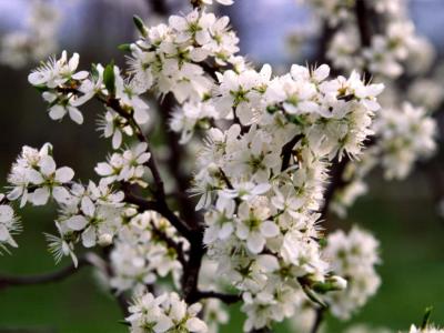 Prunus spinosa L. in flower - 2000 - by Pietrolucci R.