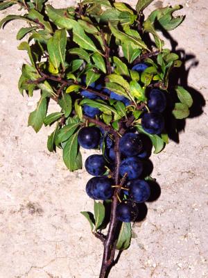 Prunus spinosa L. - berries - 2000 - by Pietrolucci R.