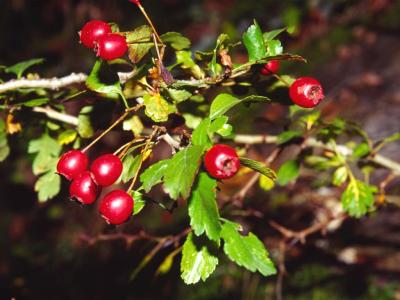 Crataegus oxyacantha L. - 2000 - by Pietrolucci R.
