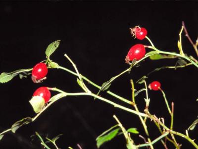 Rosa canina L. - berries - 2000 - by Pietrolucci R.