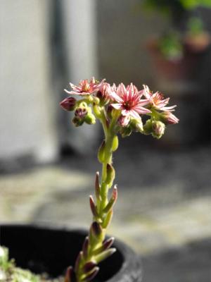 Sempervivum tectorum L. - 2000 - by Pietrolucci R.