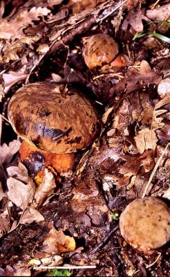 Boletus erythropus - by Pietrolucci R.