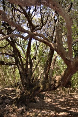 1000 years old Quercus Ilex - 2008 - by Pietrolucci R.