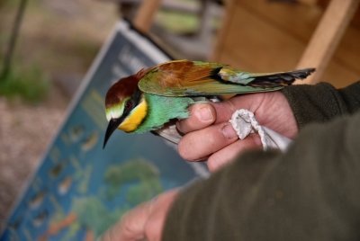 Merops Apiaster - Gruccione - 2008 - by Pietrolucci R.