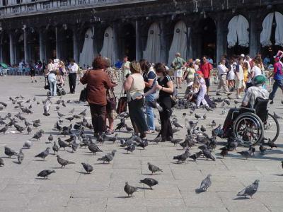 g3/22/516422/3/57934595.St.Markspidgeons.jpg