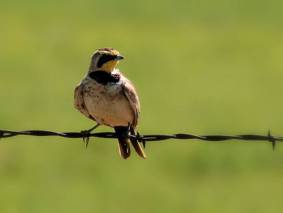 Bird On A Barbed Wire Fence