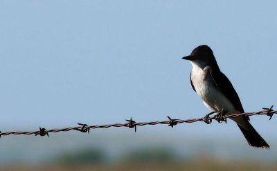 Bird On A Wire