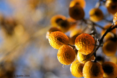 Soap Berries - Palo Duro Canyon.jpg