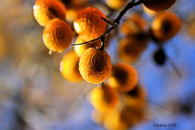 Soap Berry Sparkle.jpg