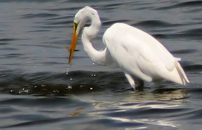 Egret