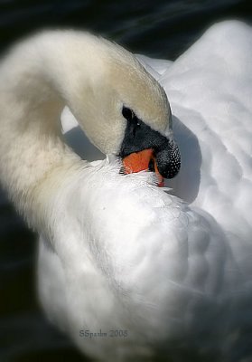Mute Swan Preening.jpg