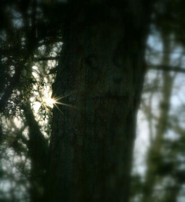 Face in the woods. The trees have eyes.