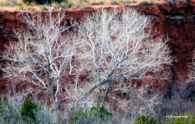 white lace cottonwoods.jpg