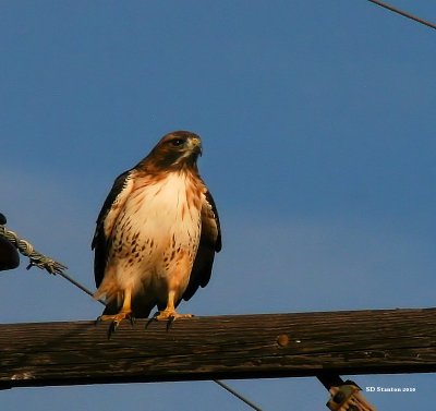 Red Tail Hawk.jpg