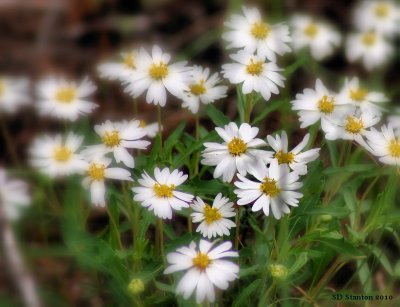 canyon daisies.jpg