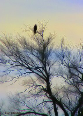 the lookout.jpg