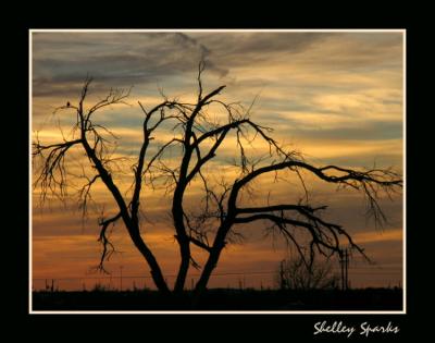 Study nature, love nature, stay close to nature. It will never fail you.
--Frank Lloyd Wright
