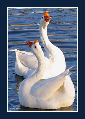 Goose Lake Ballet