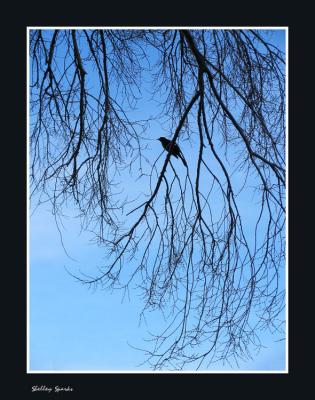 Blackbird - Blue Sky