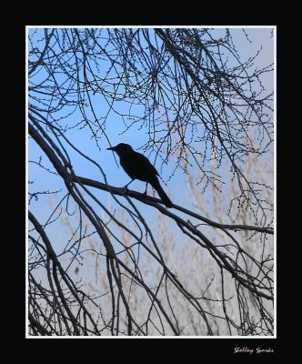 Blackbird Silhouette