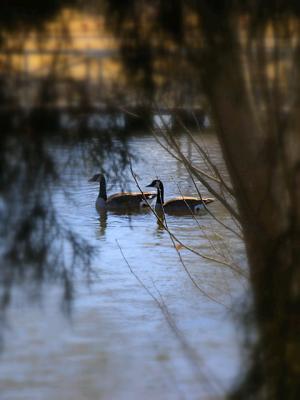Winter Geese