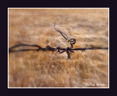 A Bit Of Barbed Wire