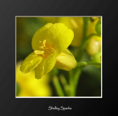 Bright Yellow Flower of Spring